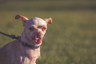 güneşli bir günde şirin chihuahua  