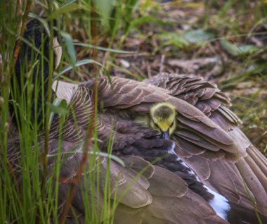 kafasını alay bir kaz yavrusu ile kaz