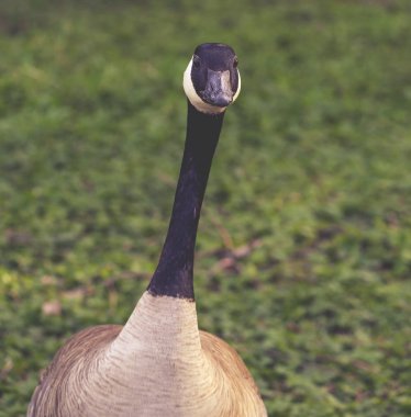 a curious canadian goose clipart