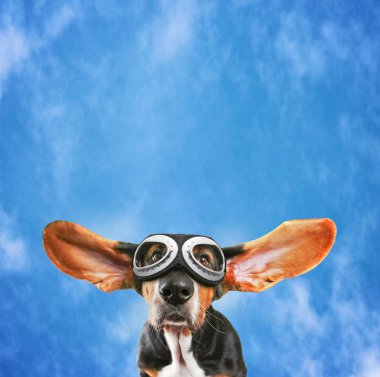 pilot gözlük takan bir basset hound  