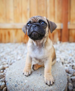 a cute chihuahua pug mix puppy  clipart