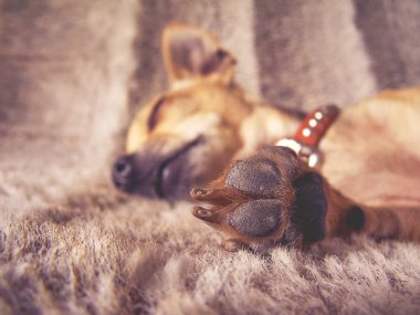 tüylü bir battaniye var uyuyan bir köpek yavrusu 