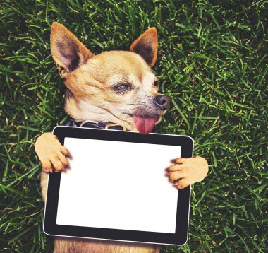  a cute chihuahua holding a blank tablet media pad clipart