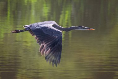 heron bir yerel yaban hayatı park avcılık içinde 