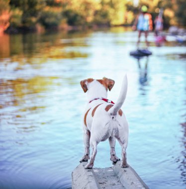  şirin bir jack russell terrier nehir zevk 