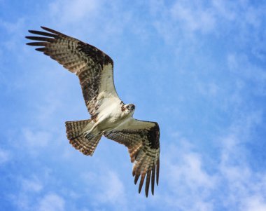 osprey  flying in the sky clipart