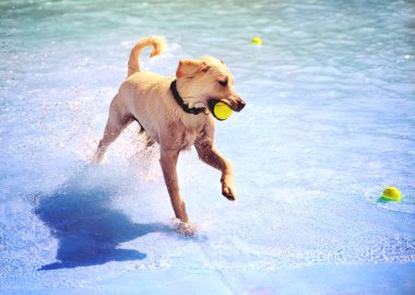 Dog having fun at  pool  clipart