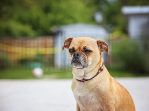 Cute chihuahua pug on summer day — Stock Photo, Image