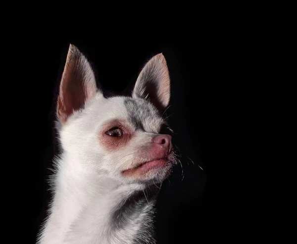 Chihuahua Śliczne w naturalnym świetle słonecznym — Zdjęcie stockowe