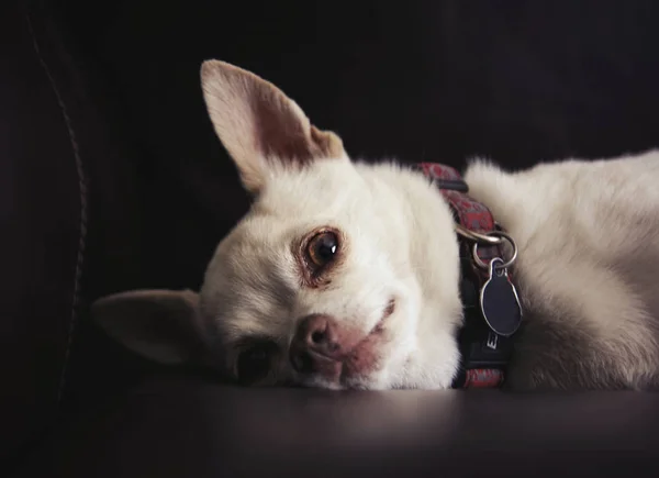 Söpö chihuahua sohvalla — kuvapankkivalokuva