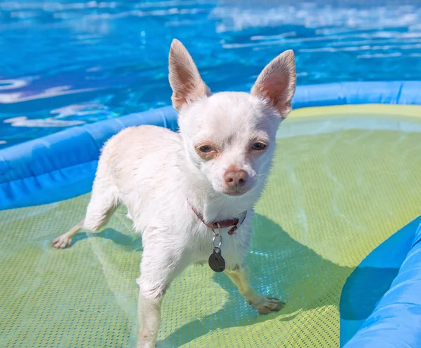 Cute chihuahua sitting in a blow up tube — Stock Photo, Image