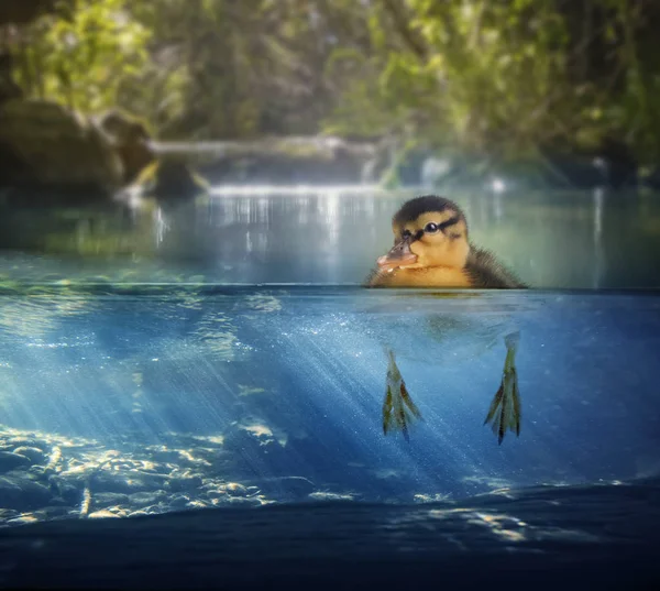 Anatra bambino galleggiante in uno stagno — Foto Stock