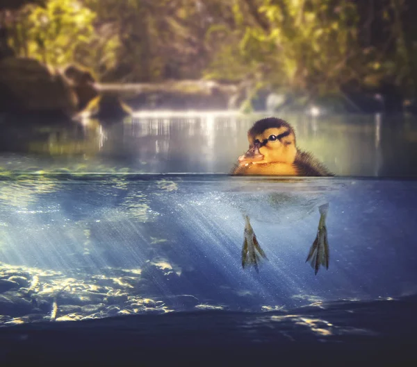 Pato bebê flutuando em uma lagoa — Fotografia de Stock