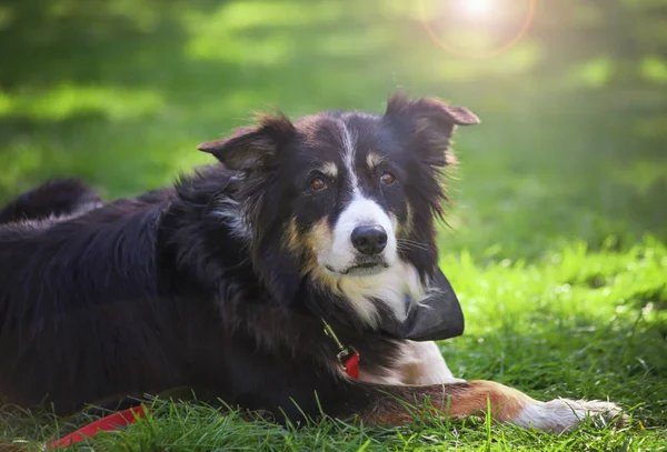 Niedlicher Hütehund auf dem Gras — Stockfoto