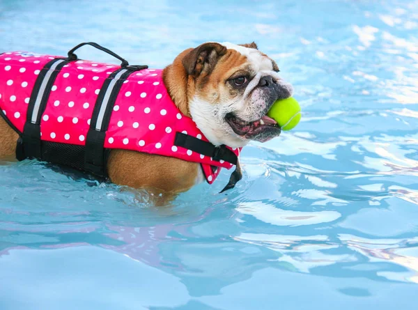Bulldog en un chaleco salvavidas con una pelota de tenis — Foto de Stock
