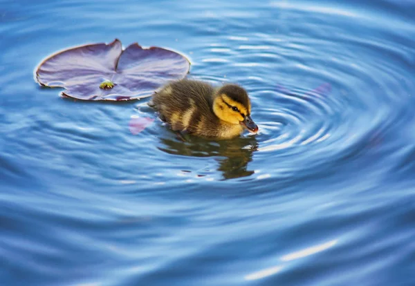 婴儿小鸭在池塘里游泳 — 图库照片