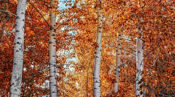 Colorful autumn forest — Stock Photo, Image