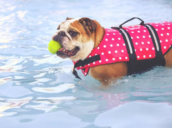 Bulldog in a life vest with a tennis ball \ — Foto Stock