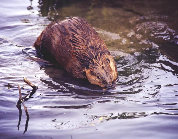Beaver in a local park pond — Stock Photo, Image