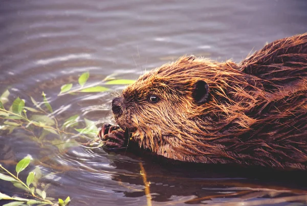 Beaver eating leaves off a branch — Stock Photo, Image