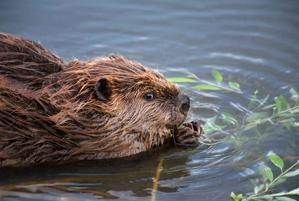 Beaver eating leaves off a branch — Stock Photo, Image
