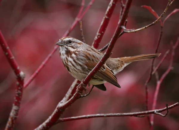Vrabec sedící na větvi — Stock fotografie