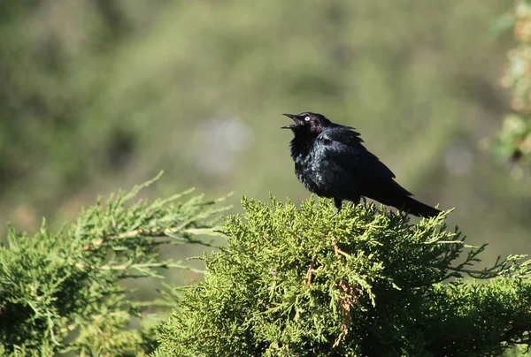 A brewers blackbird calling on bush — Stock Photo, Image