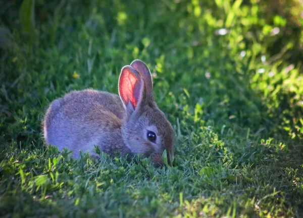 Little bunny eating leaves — Stock Photo, Image