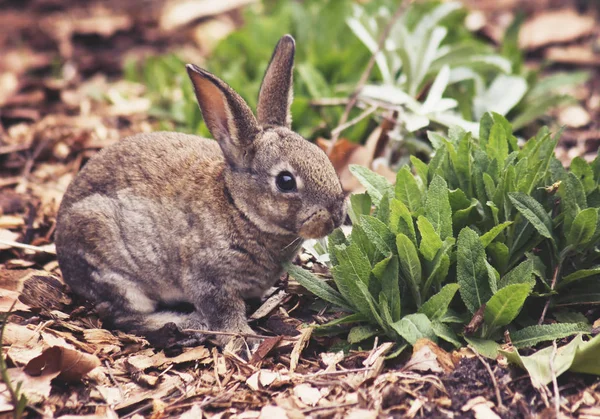 Милый маленький кролик ест листья — стоковое фото