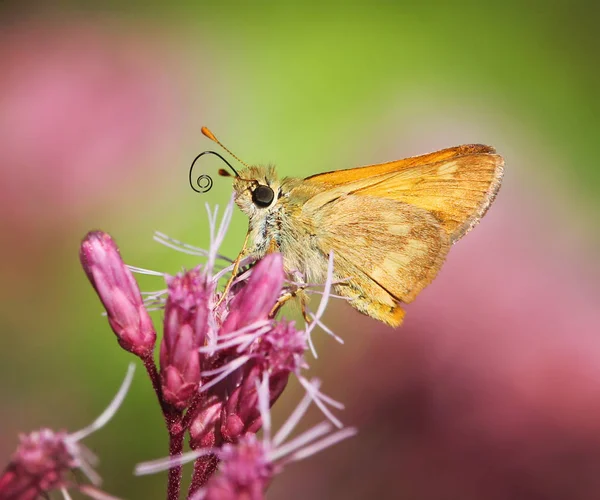 Orangefarbener Schmetterling auf einer lila Blume — Stockfoto