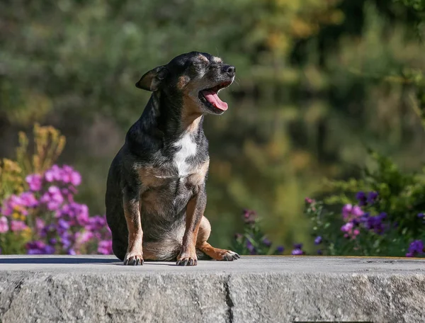 Una linda mezcla chihuahua bostezando — Foto de Stock