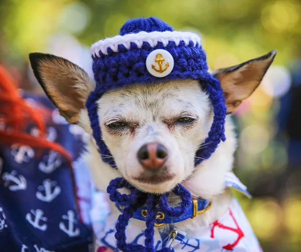 tiny chihuahua with a knitted sailor hat
