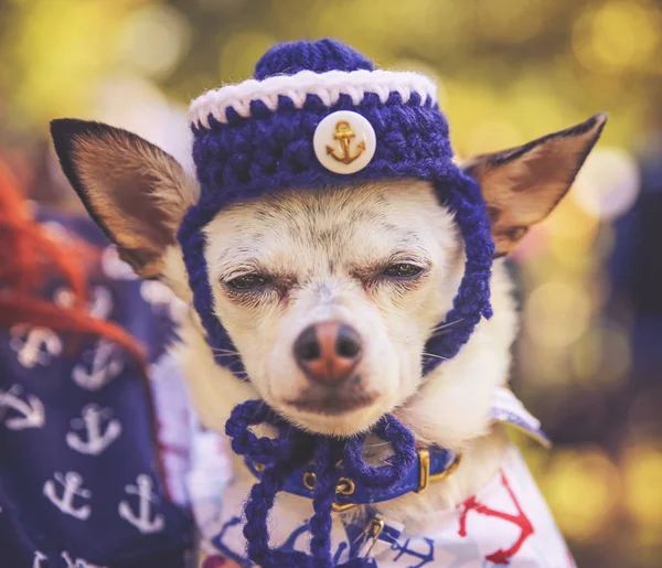 Chihuahua med en stickad sjöman hatt — Stockfoto