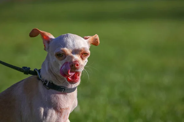 Söpö chihuahua aurinkoisena päivänä — kuvapankkivalokuva