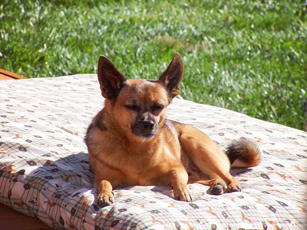 Chihuahua Śliczne na łóżku — Zdjęcie stockowe