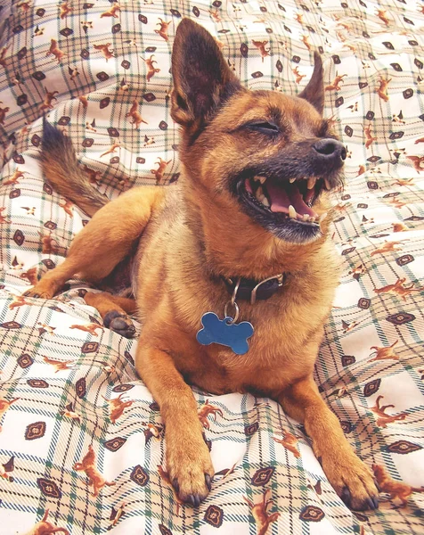Schattige chihuahua op een bed — Stockfoto