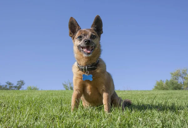 Chihuahua op een groen met gras begroeide heuvel s — Stockfoto