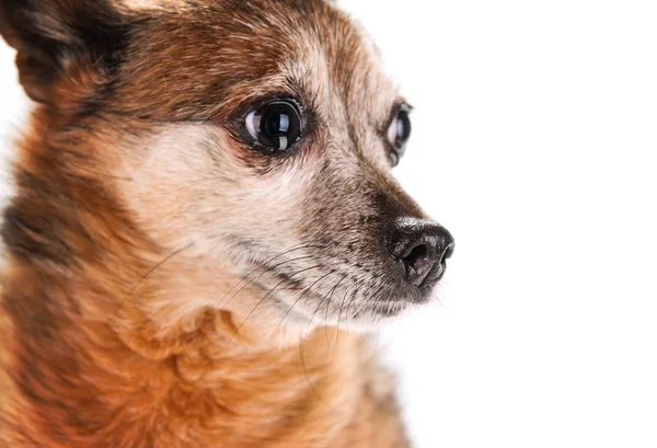 Kleine senior hond steenbolk — Stockfoto