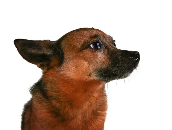 Small senior dog pouting — Stock Photo, Image