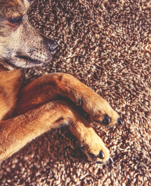 Chihuahua mignon posé sur un lit en peluche — Photo