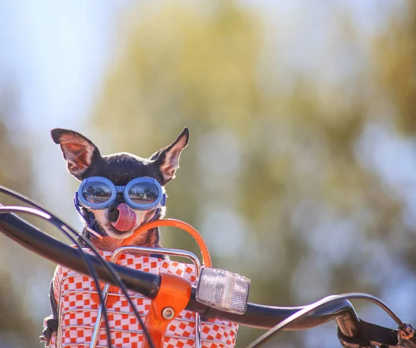 Chihuahua bonito equitação em uma cesta em uma bicicleta — Fotografia de Stock