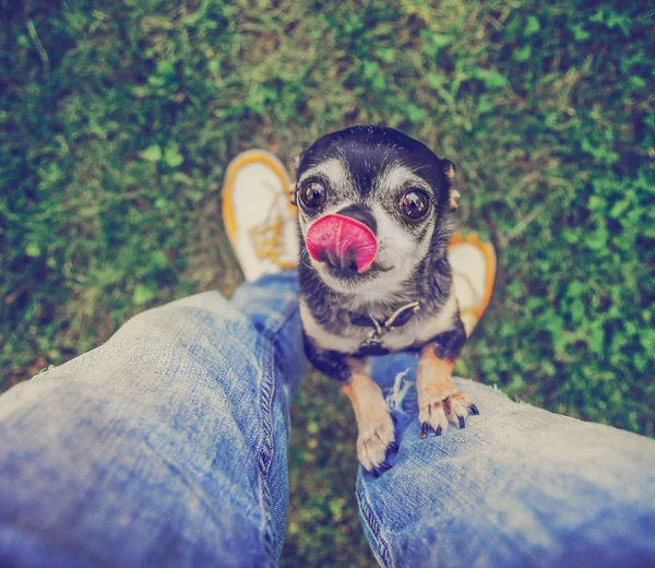 Cute chihuahua begging to be picked up — Stock Photo, Image