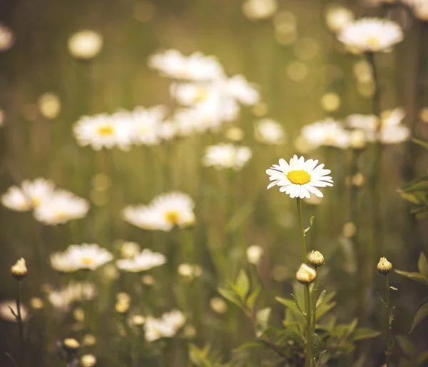 Stelletje mooie madeliefjebloemen — Stockfoto