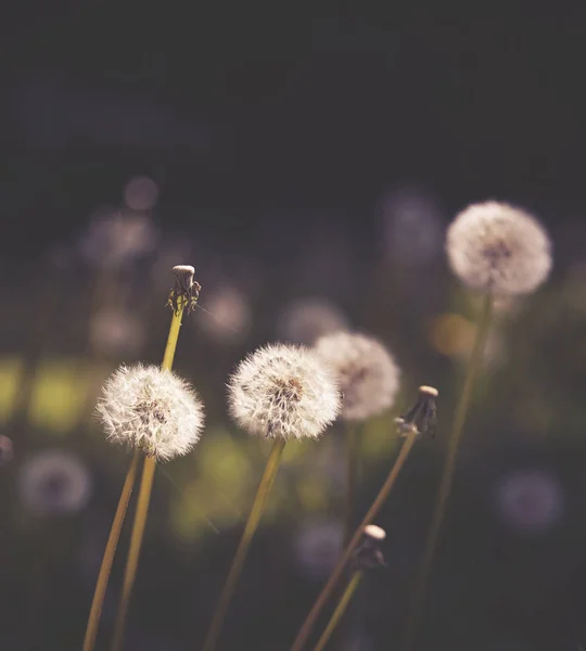 Dandelions blooming in the spring — Stock Photo, Image