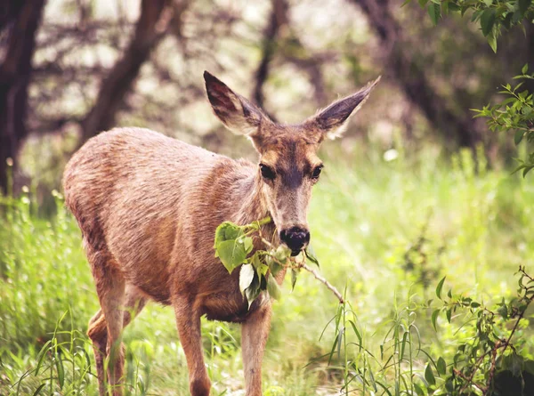 Deer grazing in a local park — Stock Photo, Image