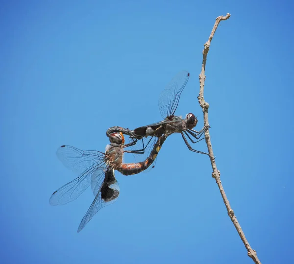 Μια dragonfly έξω στη φύση — Φωτογραφία Αρχείου