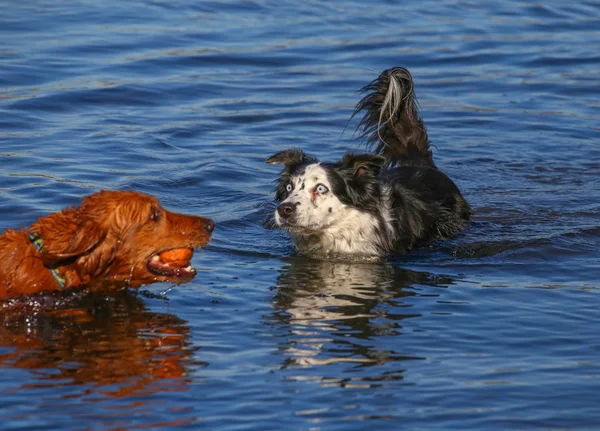 Two dogs playing a game of fetch with a tennis ball — Stock Photo, Image