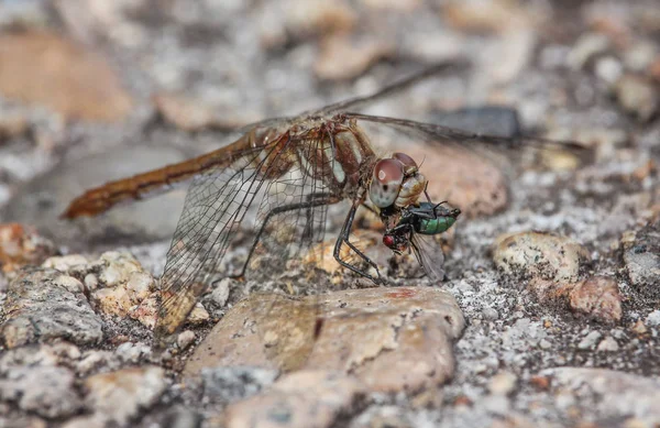 Una libélula en la naturaleza —  Fotos de Stock