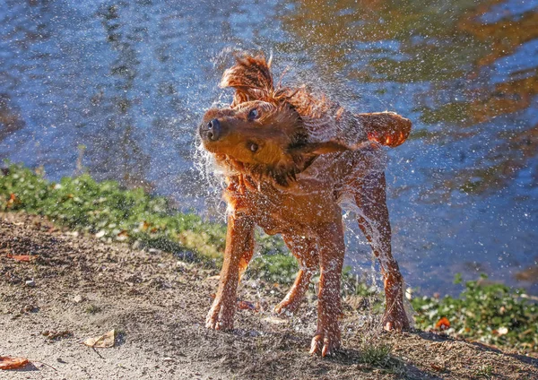 dog shaking off water on day