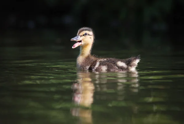 婴儿小鸭在池塘里游泳 — 图库照片